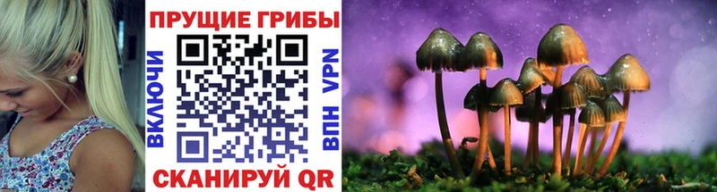 Галлюциногенные грибы Psilocybine cubensis Тейково
